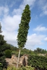 Liquidambar styraciflua "Slender Silhouette'