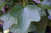 Close up of leaves