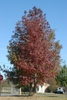 Fall color Form