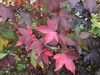 Fall foliage