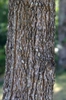 Bark