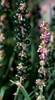 Liriope spp.