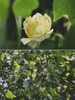 Liriodendron chinense flower