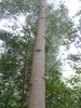 Liriodendron chinense trunk