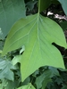 Close-up of the distinctively shaped, 4-lobed leaf.
