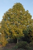 Liriodendron chinense Form