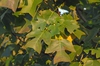 Liriodendron chinense Leaf