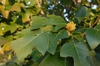 Liriodendron chinense Leaf and Fruit