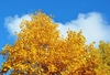 Crown of golden leaves against a blue sky.