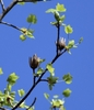Fruits, small leaves, bud and flowers