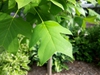 Liriodendron chinense leaf