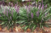 Form in bloom