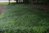 Large planting used on a slope in the late Spring. Southern Wake