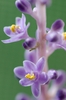 Liriope flower