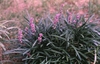 Liriope spp.