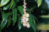 acorns