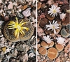 plate of photos of plants growing among gravel