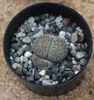 Rounded succulent in a pot.
