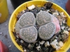 Rounded succulent in a pot.