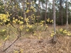 Branellow flowersch with y
