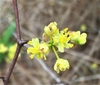 Closeup of yellow flowers
