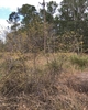 Upright form of the plant