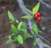 Stem with green leaves and round red fruits