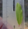 Closeup of leaf