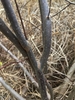 Dark gray stems growing out of the ground