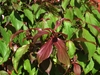 Red new shoots on a dogwood tree