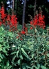 Lobelia spp.