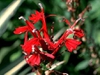 Lobelia spp.