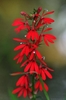 Spike of bright red flowers.