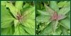 A pair of images of the growing shoots. New leaves reddish.