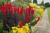 Border planted with yellow flowers & dark-leaved L. cardinalis
