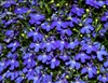 many purple flowers
