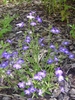 Form wiith green leaves and purple flowers