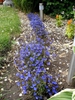 Group planting