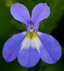 close up of purple flower with yellow and white in the center