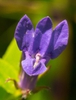 Close up of flower