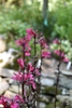 x speciosa starship rose - Aug. 12 - Wake Co., NC