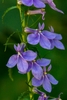 Lobelia elongata