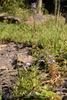 Lobelia elongata