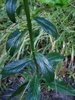 Stem and leaves