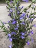 Form