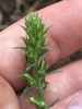 Capsules