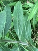 Downy leaves