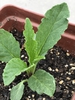 Seedling