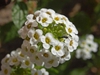 Lobularia maritima