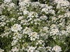 Lobularia maritima
